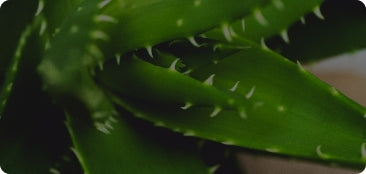 aloevera