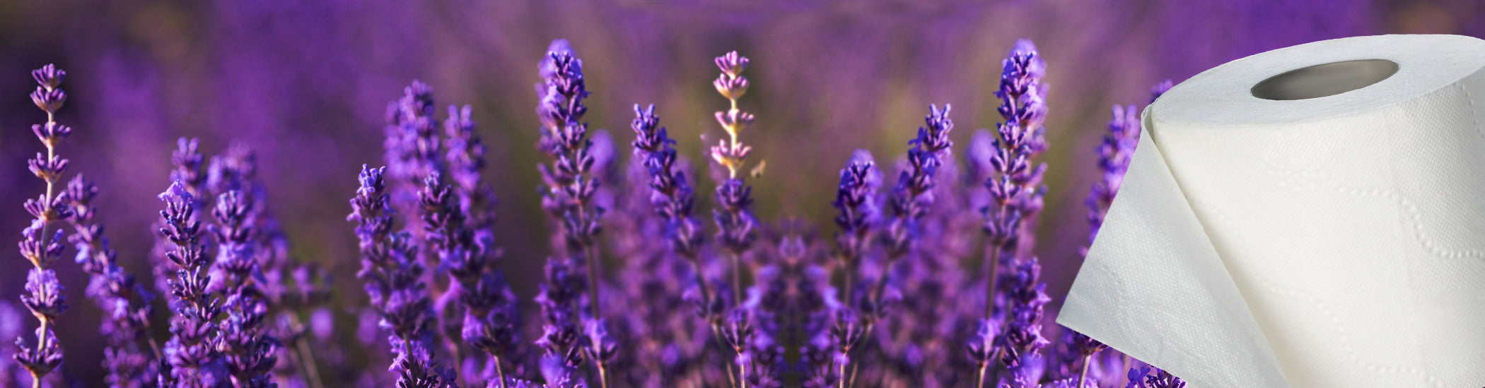 scent_lavender_